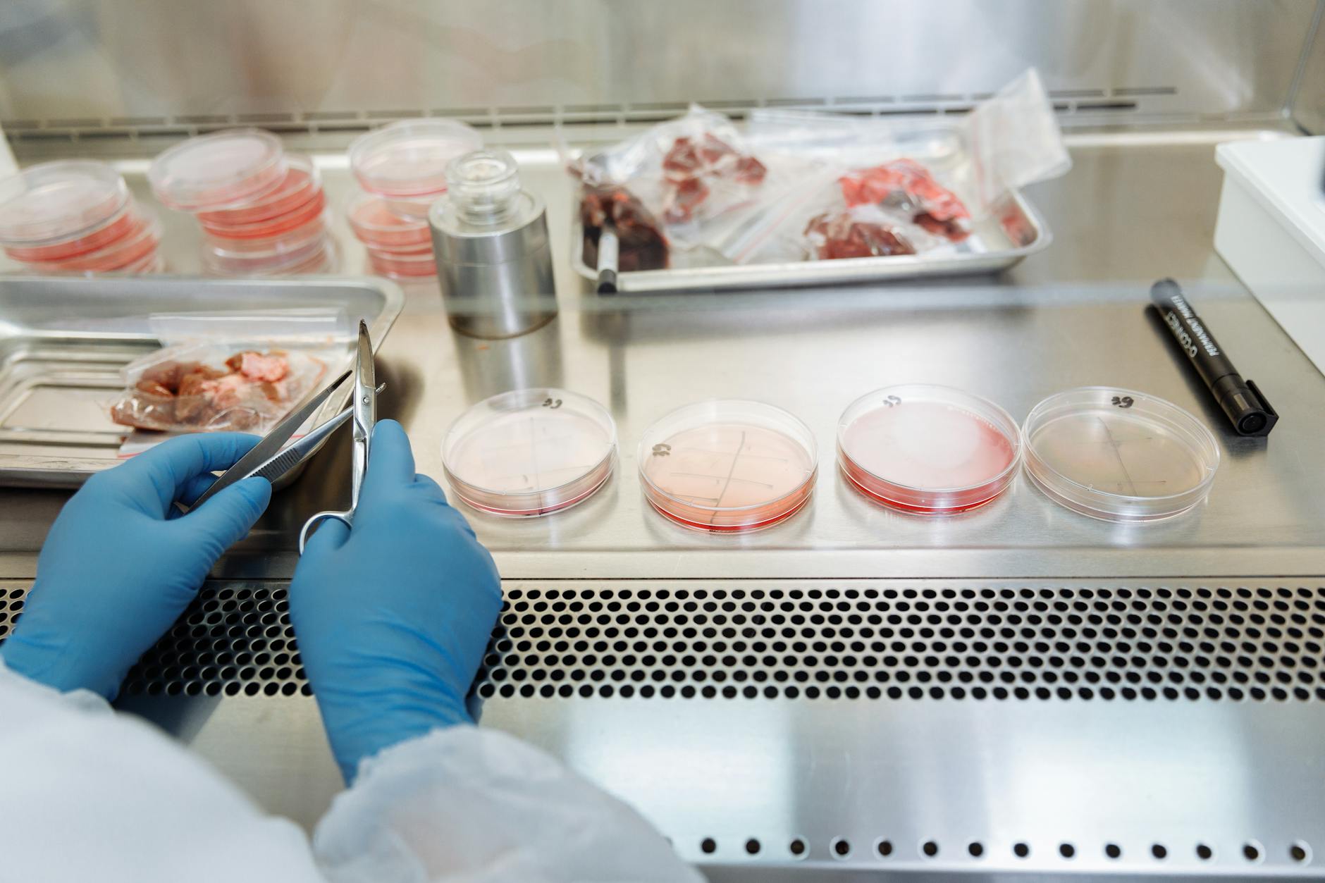 Scientist wearing gloves working with petri dishes and samples in a sterile laboratory environment.