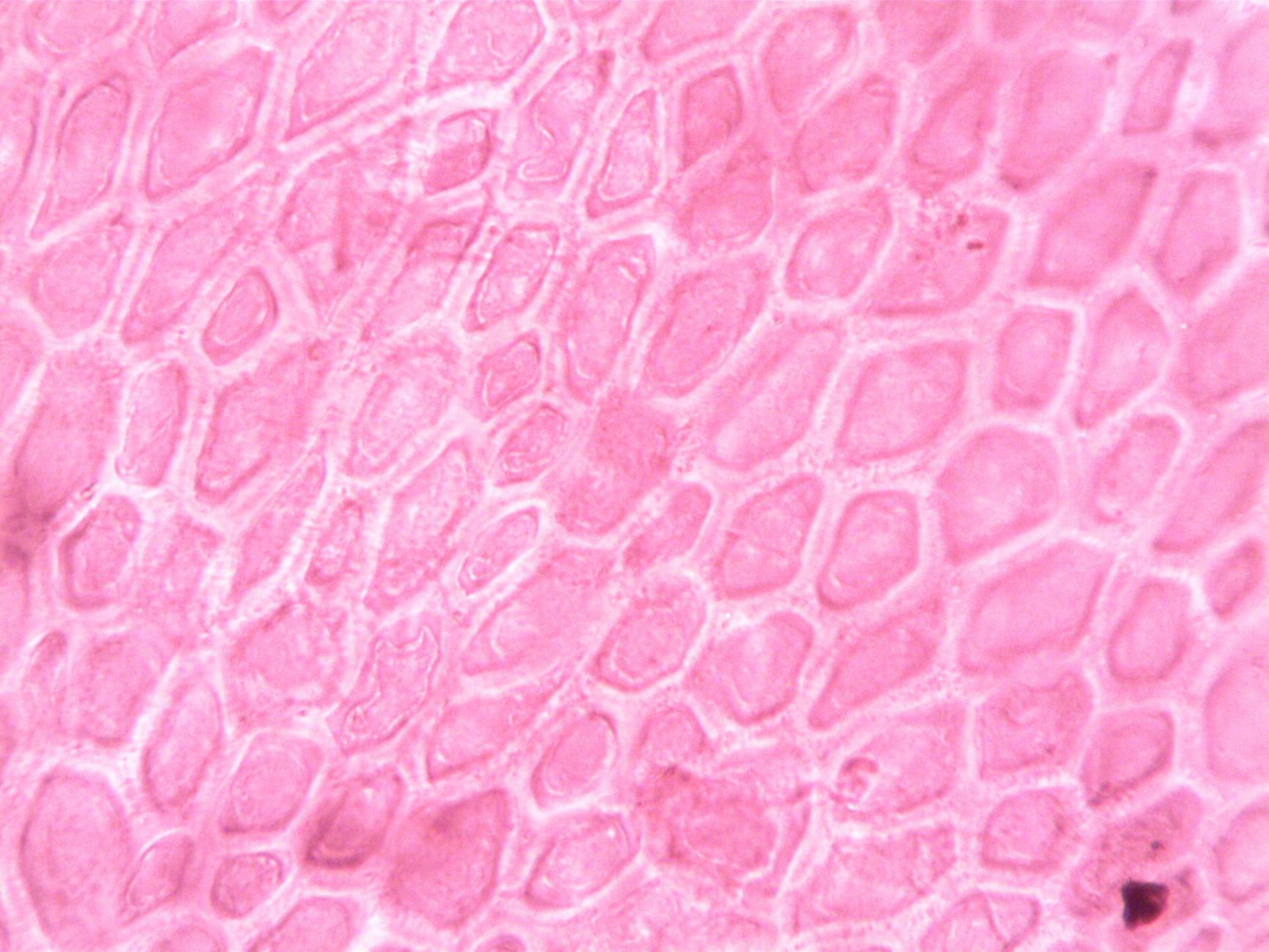Detailed view of pink cell structures captured through a microscope lens enhancing cell pattern.